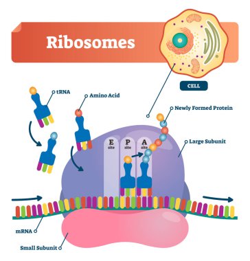 Ribosomes vector illustration. Anatomical and medical labeled scheme with tRNA, Amino acid, protein, cell, small and large subunit, mRNA. Explained closeup diagram. clipart