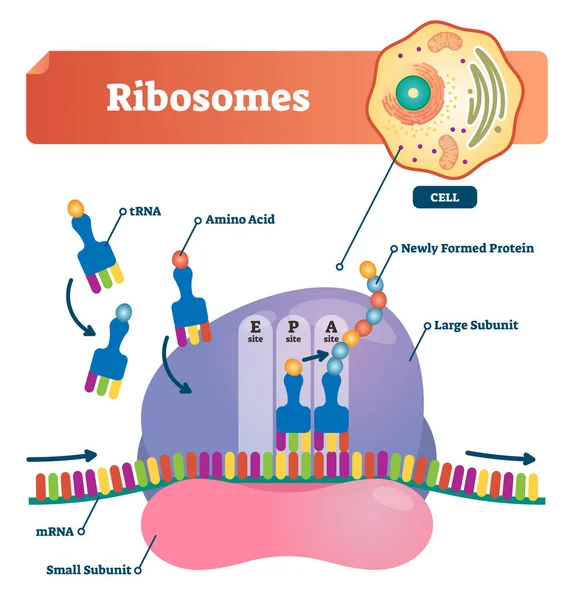 Ribosomes vector illustration. Anatomical and medical labeled scheme with tRNA, Amino acid, protein, cell, small and large subunit, mRNA. Explained closeup diagram. — Stock Vector