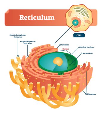 Reticulum labeled vector illustration scheme. Anatomical diagram with endoplasmic reticulum. Closeup with cisternae, nucleus, ribosomes, nuclear envelope and pore. clipart