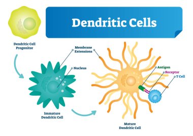 Dendritik hücre illüstrasyon vektör. Dede, olgunlaşmamış, çekirdek ve membran uzantılı anatomik etiketli closeup düzeni. Antijen, reseptör ve T hücre diyagramı.