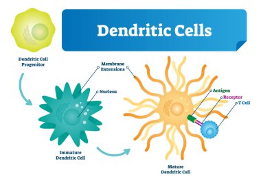 Dendritic cells vector illustration. Anatomical labeled closeup scheme with progenitor, immature, nucleus and membrane extensions. Antigen, receptor and T cell diagram. clipart
