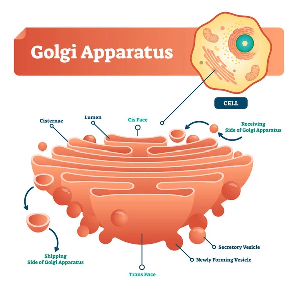 Ilustración vectorial del aparato Golgi. Esquema microscópico etiquetado con cisternas, lumen, vesícula secretora y de nueva formación. Diagrama con lado de recepción y envío . — Archivo Imágenes Vectoriales