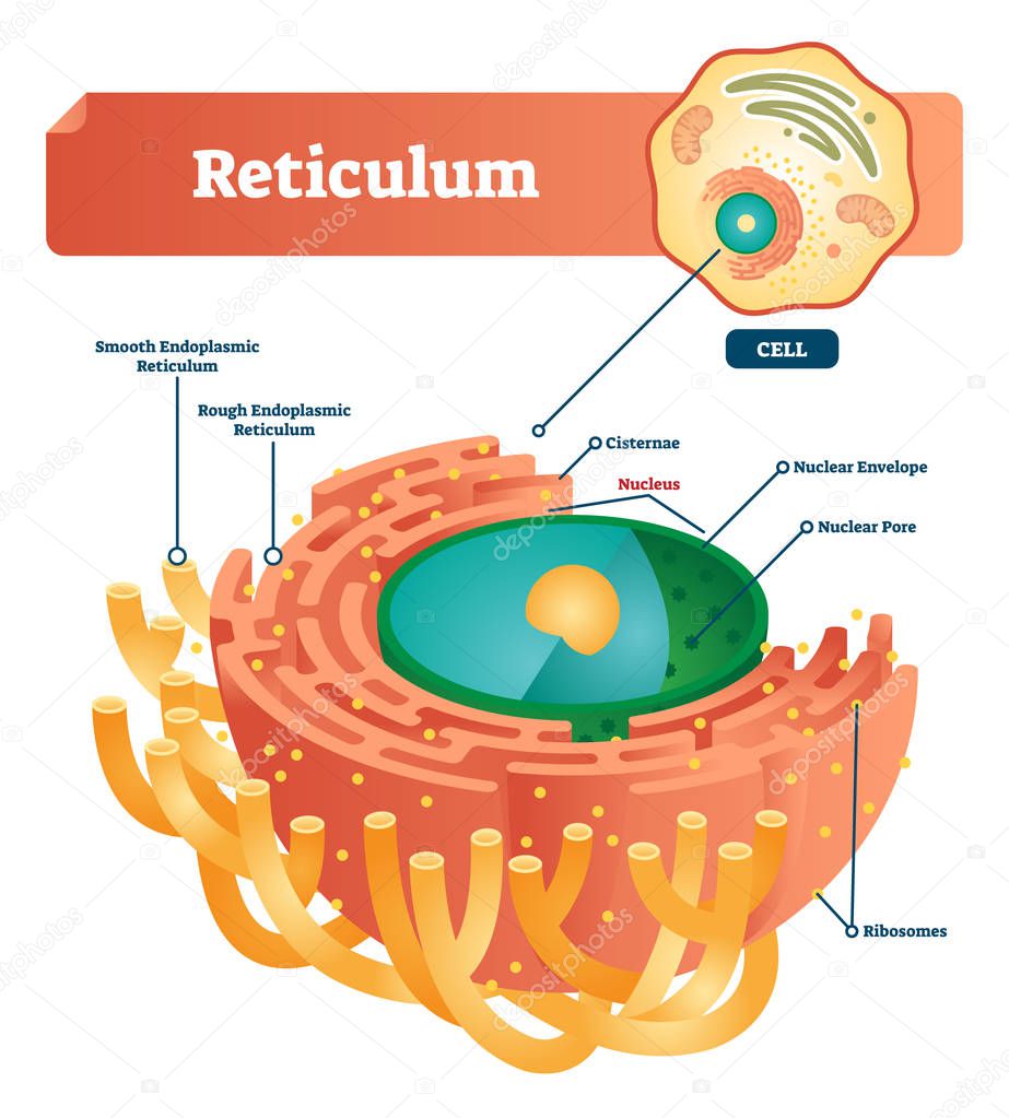 Reticulum labeled vector illustration scheme. Anatomical diagram with endoplasmic reticulum. Closeup with cisternae, nucleus, ribosomes, nuclear envelope and pore.