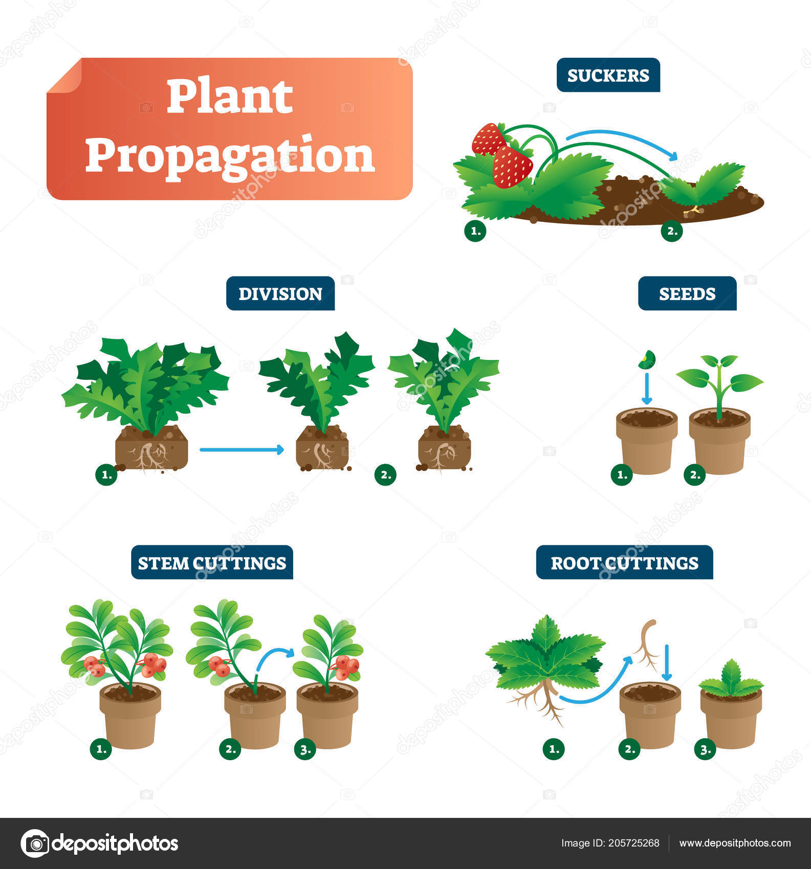 Plant propagation vector illustration diagram scheme with labels on