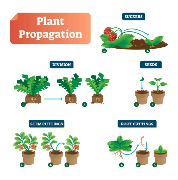 Diagrama ilustrativo de vectores de propagación de plantas. Esquema con etiquetas en retoños, división, semillas, tallo y esquejes de raíz. Biología, jardinería y cultivo de brotes clásico . — Archivo Imágenes Vectoriales