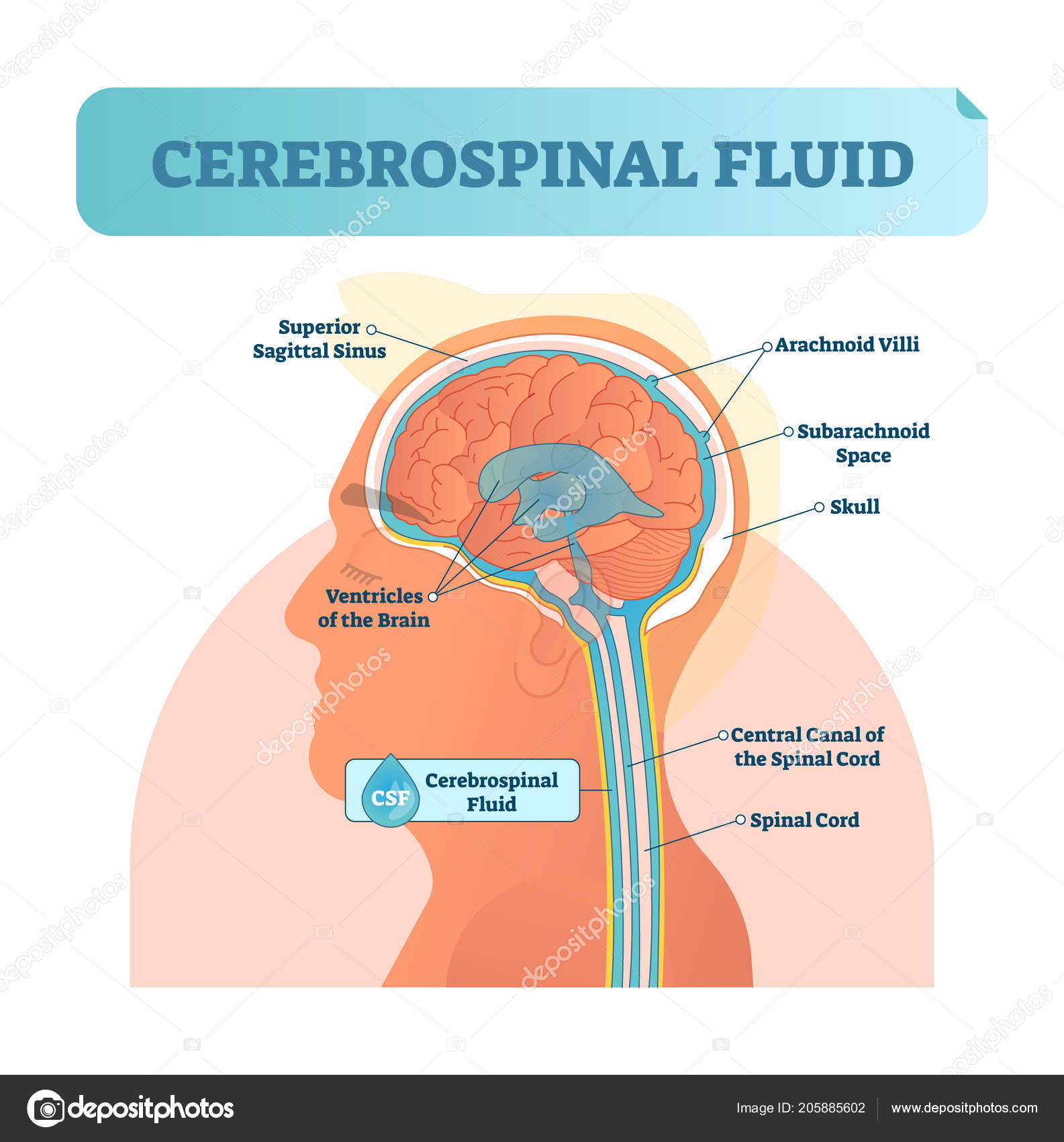 Cerebrospinal Fluid Vector Illustration Anatomical Labeled Diagram With Human Superior Sigittal Sinus Arachnoid Villi Subarachnoid And Spinal Cord Central Canal Vector Image By C Vectormine Vector Stock Cerebrospinal Fluid Vector Illustration Anatomical Labeled Diagram With Human Superior Sigittal Sinus Arachnoid Villi Subarachnoid And Spinal Cord Central Canal Vector Image By C Vectormine Vector Stock