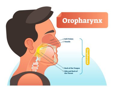 Oropharynx vector illustration. Anatomical labeled scheme with human soft palete, tonsils, back of tongue and side of throat. Diagram for pulmonary and throat medicine. clipart