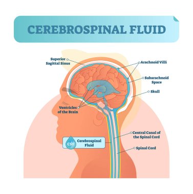 Cerebrospinal fluid vector illustration. Anatomical labeled diagram with human superior sigittal sinus, arachnoid Villi, subarachnoid and spinal cord central canal. clipart