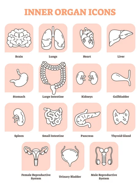 Ikon organ dalam vektor set koleksi ilustrasi. Label medis dan anatomi otak manusia, paru-paru, jantung, hati dan perut. Semua bagian dalam tubuh laki-laki dan perempuan - Stok Vektor