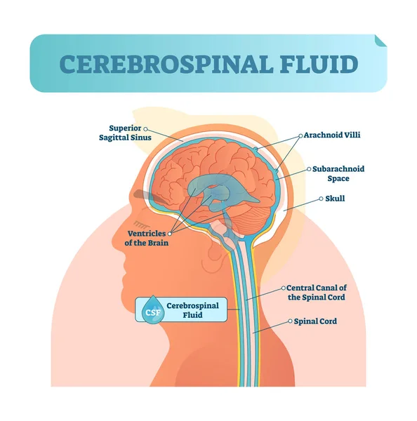 Ilustración vectorial del líquido cefalorraquídeo. Diagrama anatómico etiquetado con seno sigittal superior humano, vellosidades aracnoides, canal central subaracnoideo y médula espinal . — Vector de stock