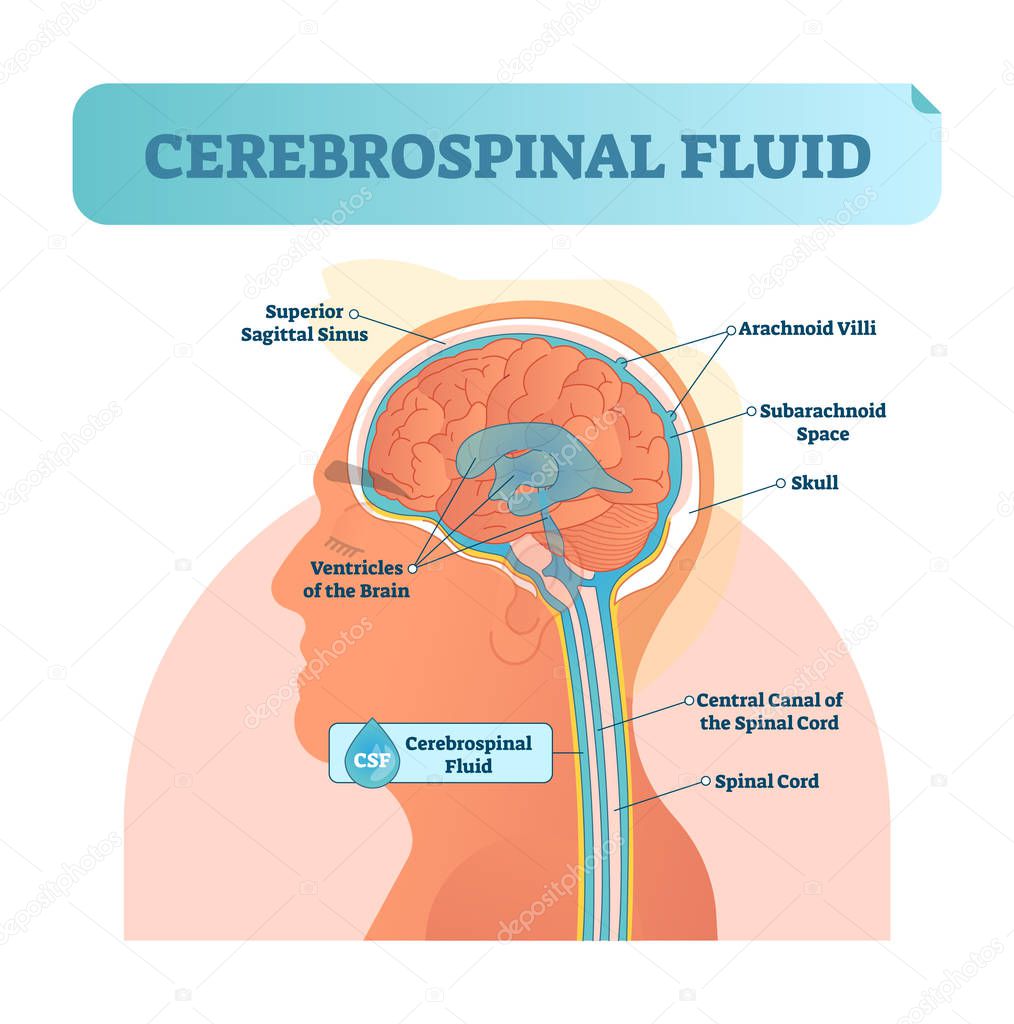 Cerebrospinal fluid vector illustration. Anatomical labeled diagram with human superior sigittal sinus, arachnoid Villi, subarachnoid and spinal cord central canal.