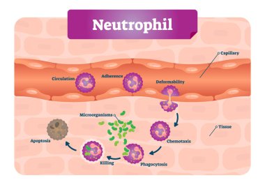 Neutrophil vector illustration. Medical educational scheme with labeled capillary, circulation, adherence, deformability, chemotaxis and phagocytosis. Microscopic closeup clipart