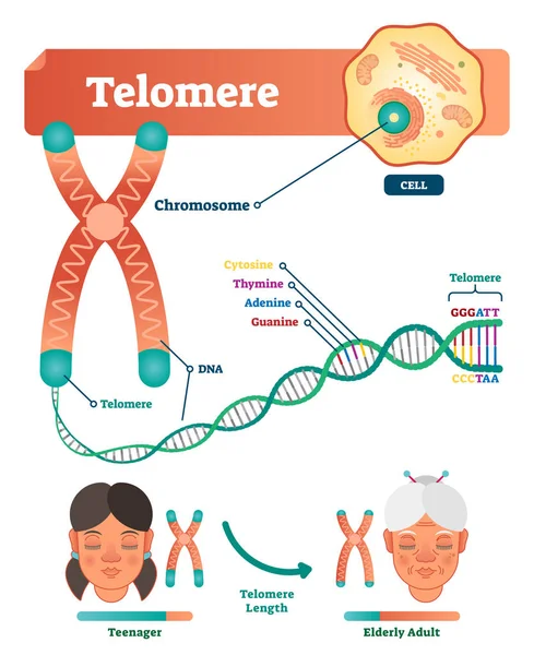 Теломерная векторная иллюстрация. Образовательная и медицинская схема с клеткой, хромосомой и ДНК. Маркированная анатомическая диаграмма с цитозином, тимином, аденином и гуанином . — стоковый вектор