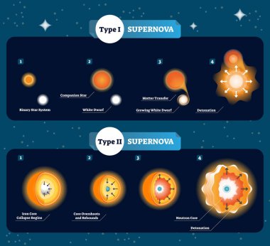 Supernova vector illustration. Scheme with how stars become to big bang and explosion. Explained companion star, matter transfer, dwarf, detonation and core collapse. clipart