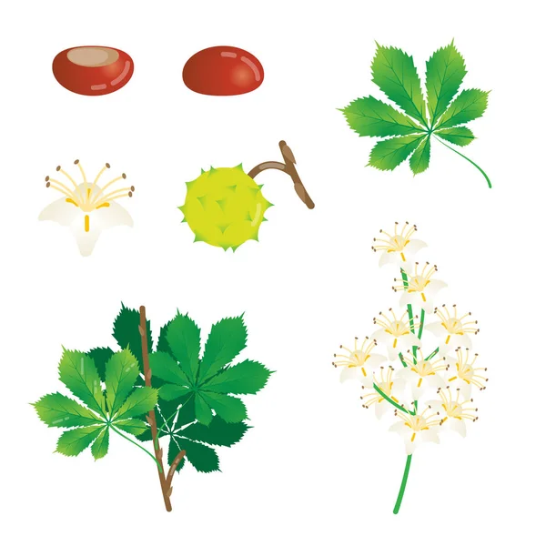 Kaštanové vektorové ilustrace prvky kolekce, sezónní Květinové designu přírodní objekty sada, listí, kaštany a kvetoucí květiny. — Stockový vektor