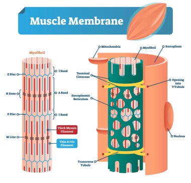 Kas zarı vektör çizim. Myofibril, disk, bölge, satır ve bant ile etiketlenmiş düzeni. Mitokondri, sarcoplasm, retikulum ve çekirdeği ile anatomik diyagramı.