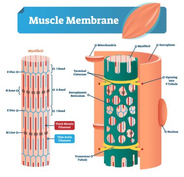 Muscle membrane vector illustration. Labeled scheme with myofibril, disc, zone, line and band. Anatomical diagram with mitochondria, sarcoplasm, reticulum and nucleus. clipart