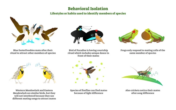 Conjunto de colección de ilustración de vector de aislamiento conductual. Explicación y ejemplos etiquetados en la naturaleza con piqueros de patas azules, pájaros, ranas, luciérnagas y grillos . — Archivo Imágenes Vectoriales