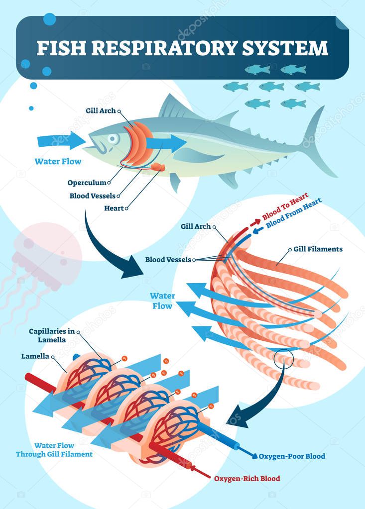 Fish respiratory system vector illustration. Labeled anatomical scheme with gill arch, operculum, blood vessels and heart. Colorful diagram with blood to and from heart.