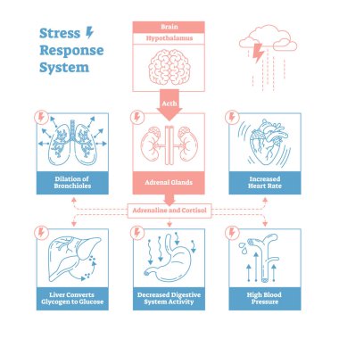 Stres Yanıt biyolojik sistem vektör çizim diyagramı, anatomik sinir uyarılarının düzeni. Basit ve temiz anahat grafik tasarım poster ile eğitim bilgileri.