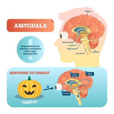 Amygdala medical labeled vector illustration and scheme with response to threat. clipart
