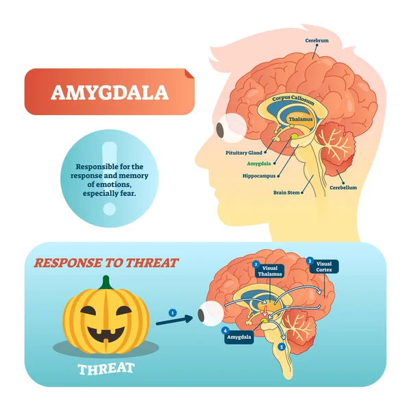 Amygdala médica rotulado ilustração vetor e esquema com resposta à ameaça . —  Vetores de Stock