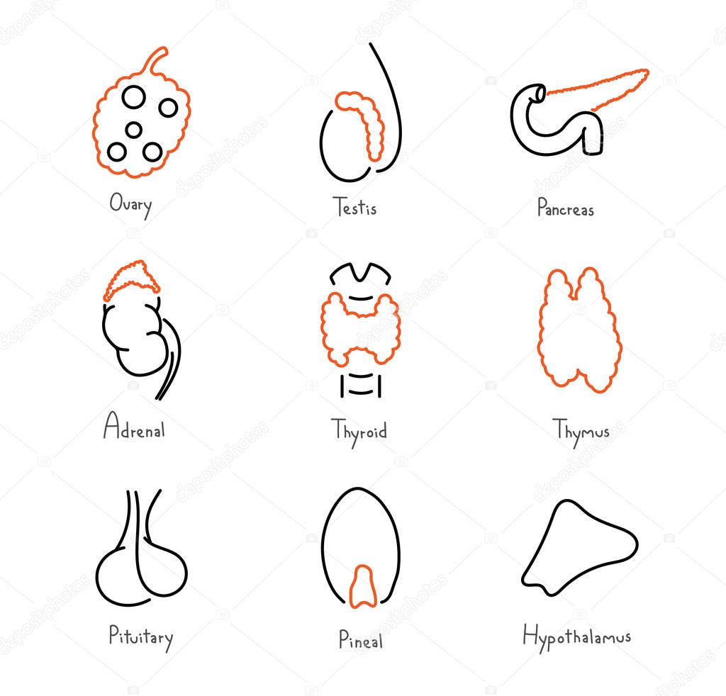 Endocrine glands medical outline icon collection, vector illustration set
