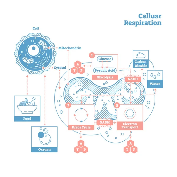 Hücresel solunum tıp vektör çizim diyagramı, solunum işlem düzeni. — Stok Vektör