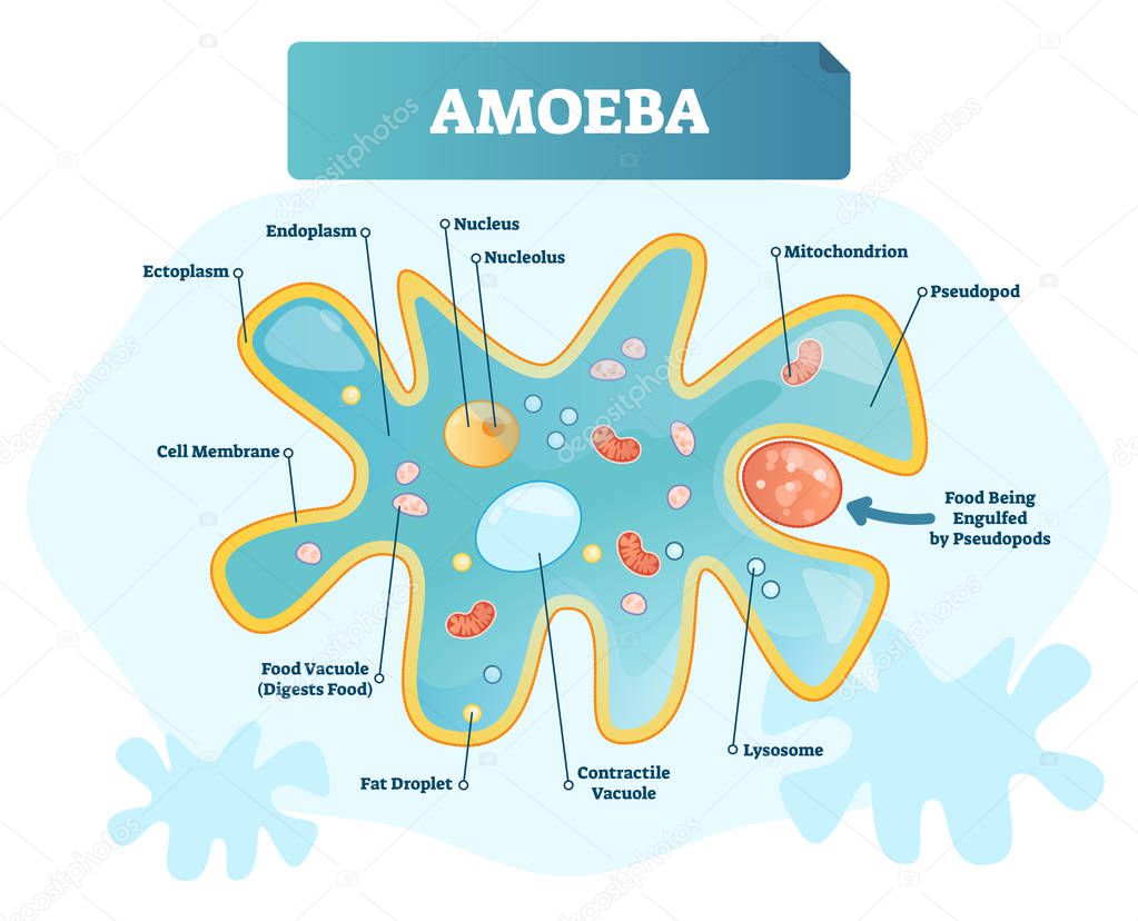 Amoeba labeled vector illustration. Single cell animal structure scheme.