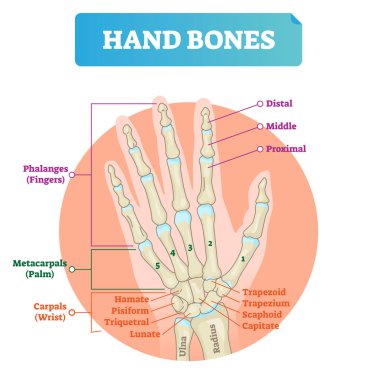 Hand bones vector illustration. Labeled educational arm structure. clipart