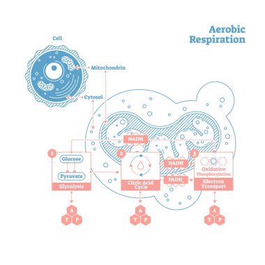 Aerobic Respiration bio anatomical vector illustration diagram, labeled medical scheme clipart