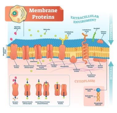 Membran proteinlerinin vektör çizim etiketli. Detaylı yapı düzeni.