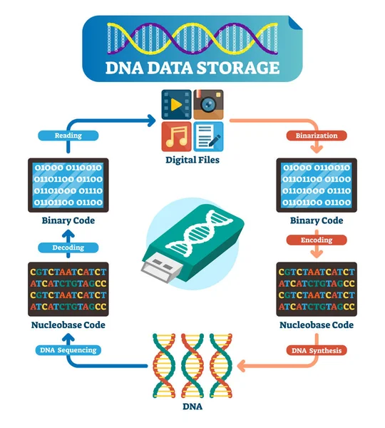 Illustrazione del vettore infografico di memorizzazione dei dati del DNA. Tecnologia spiegata . — Vettoriale Stock