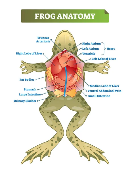 Anatomía de rana etiquetada esquema de ilustración vectorial. Preparación educativa . — Vector de stock