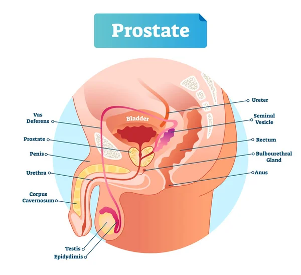 Próstata rotulado ilustração vetorial. Esquema de anatomia masculina educacional . — Vetor de Stock
