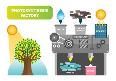 Fotosentez fabrika Infographic vektör çizim temiz doğa için.