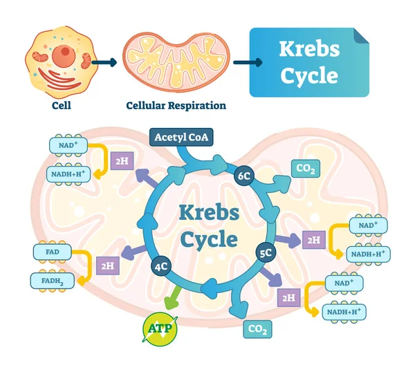 Ilustração vetorial do ciclo de Krebs. Esquema marcado com ácido tricarboxílico cítrico —  Vetores de Stock