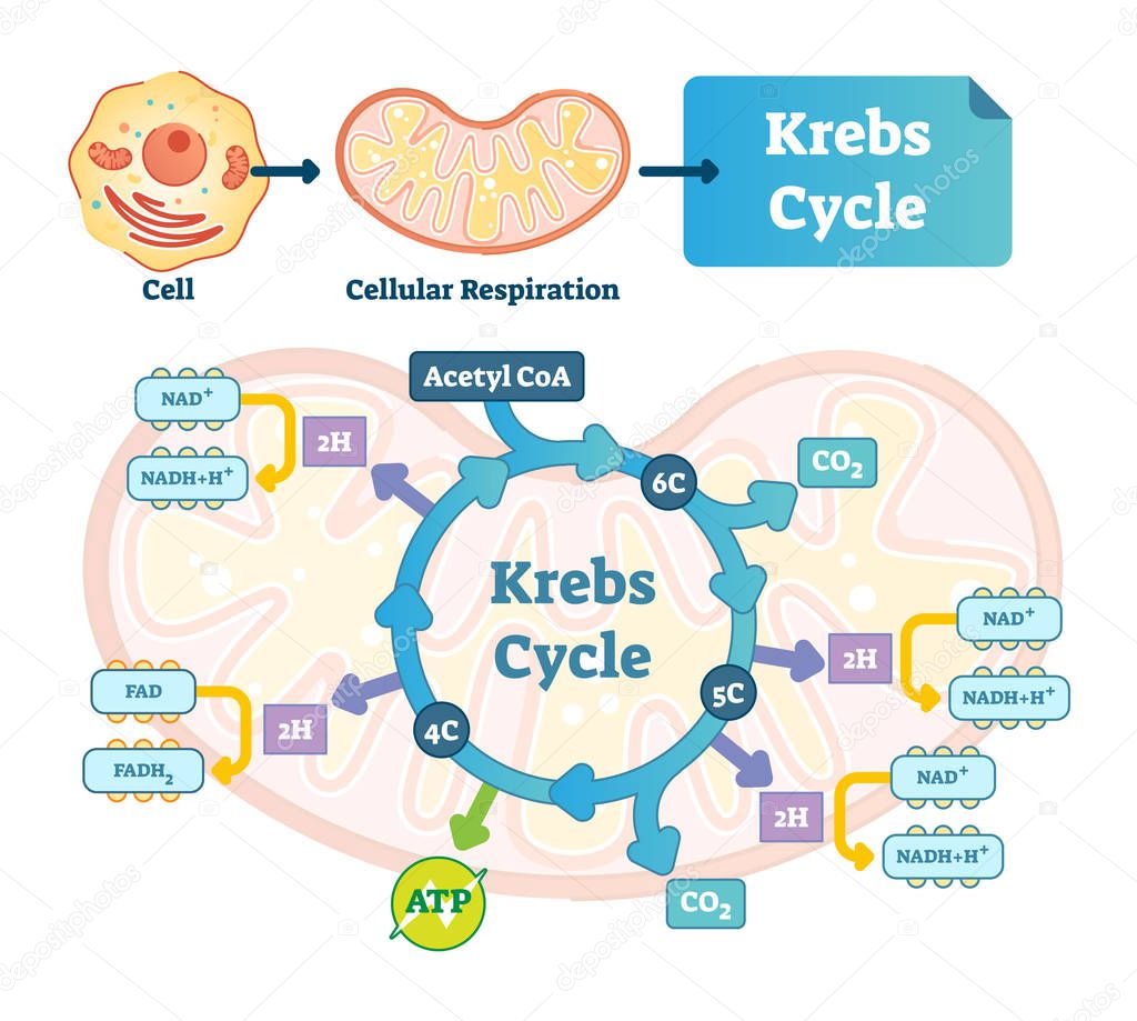 Krebs cycle vector illustration. Citric tricarboxylic acid labeled scheme