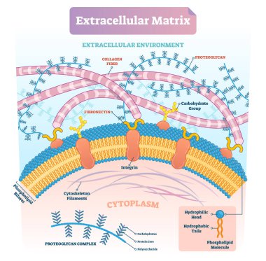 Extracellular matrix labeled infographic vector illustration scheme. clipart