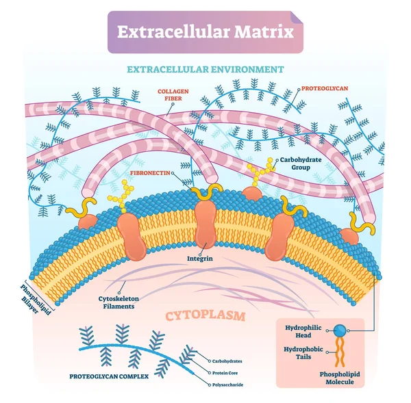 Matriz extracelular etiquetado esquema de ilustración vectorial infografía . — Archivo Imágenes Vectoriales