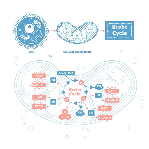 Ilustración vectorial ciclo Krebs. Respiración celular esquema de contorno etiquetado — Vector de stock