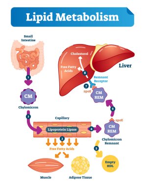 Lipid metabolizma vektör çizim Infographic. Etiketli sağlık scheme.