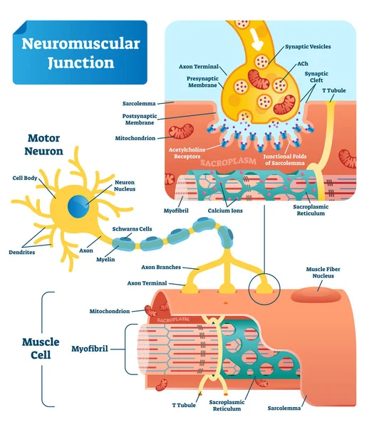 Schema di illustrazione vettoriale di giunzione neuromuscolare. Infografica cellulare etichettata — Vettoriale Stock