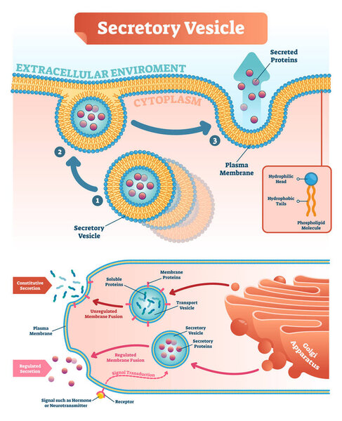 Secretory vesicle vector illustration. Labeled closeup infographic scheme.
