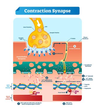 Kasılma synapse vektör çizim. Etiketli tıbbi yapı düzeni.