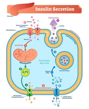 Insulin secretion vector illustration. Biological pancreas function. clipart