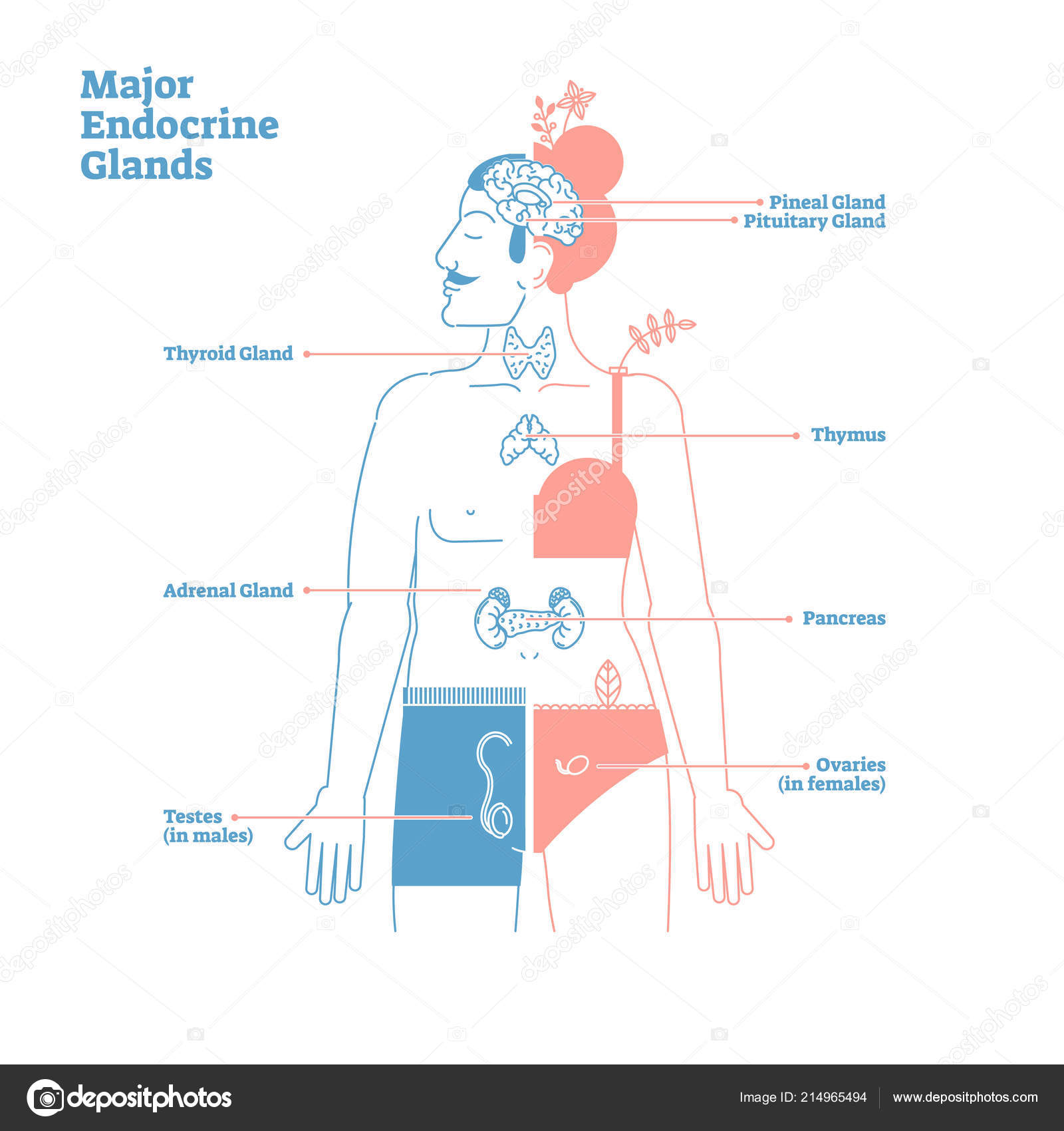 Major Endocrine Glands, Vector Illustration Diagram. Human Body ...