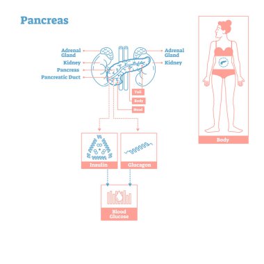 Pankreas - endokrin sistemi bezleri. Tıp biliminin vektör çizim diyagramı.