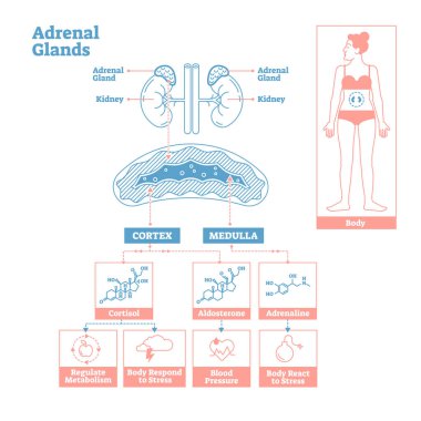 Adrenal Glands of Endocrine System. Medical science vector illustration diagram. clipart