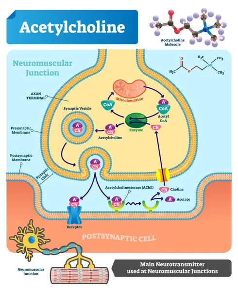 Ilustración del vector de acetilcolina. Esquema etiquetado con neurotransmisor . — Vector de stock